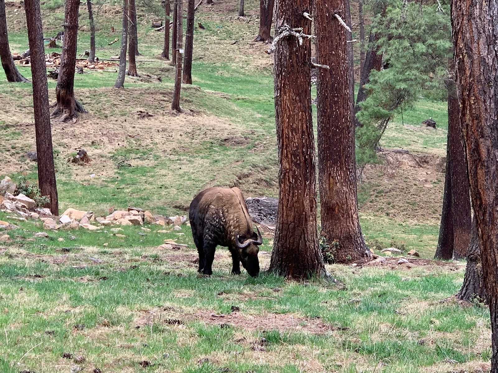 Bhutan with Kids — Takin Reserve & Crocodile Park