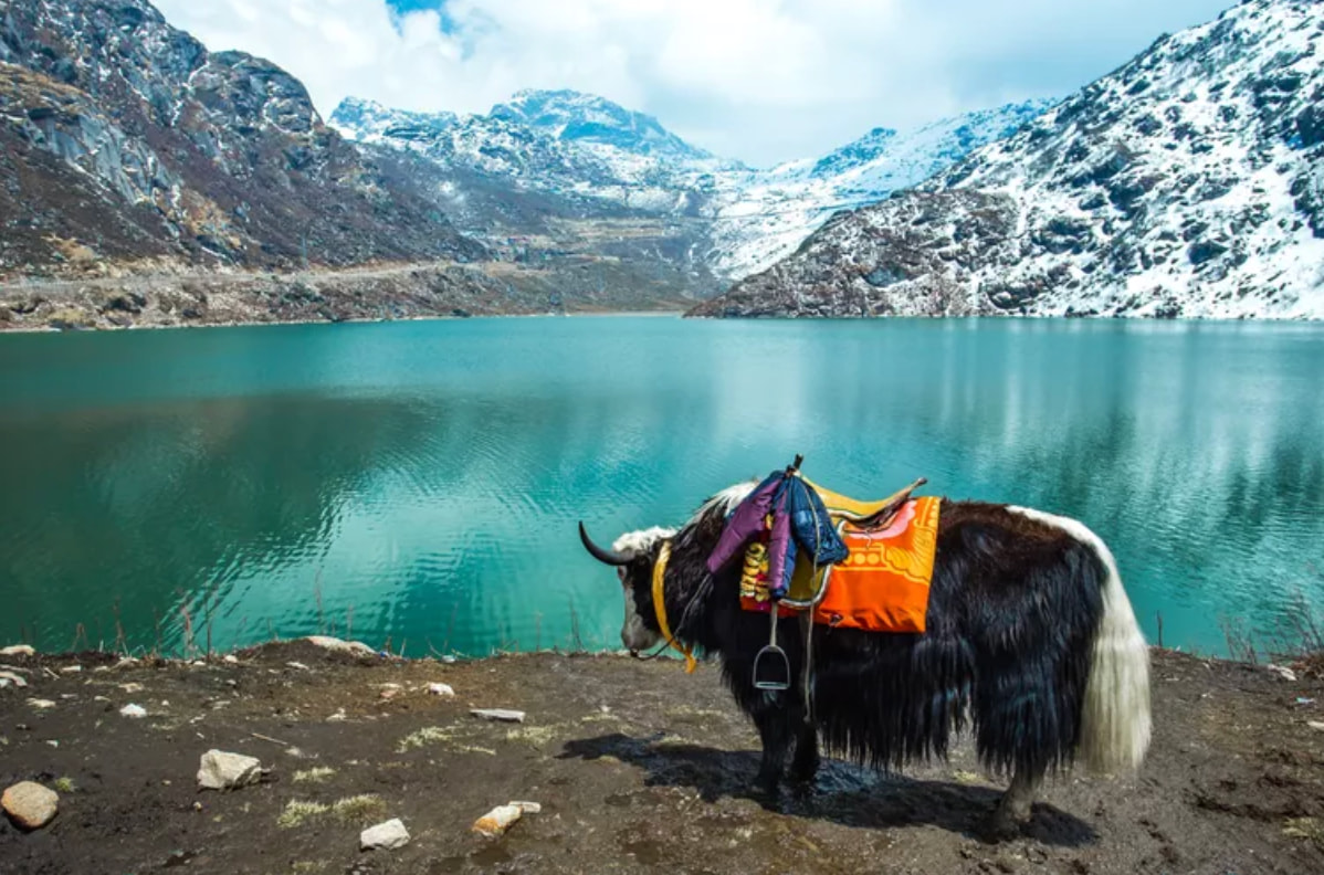 yak, mountain-lake, snowy-mountains, travel-destination, animal, nature-scene