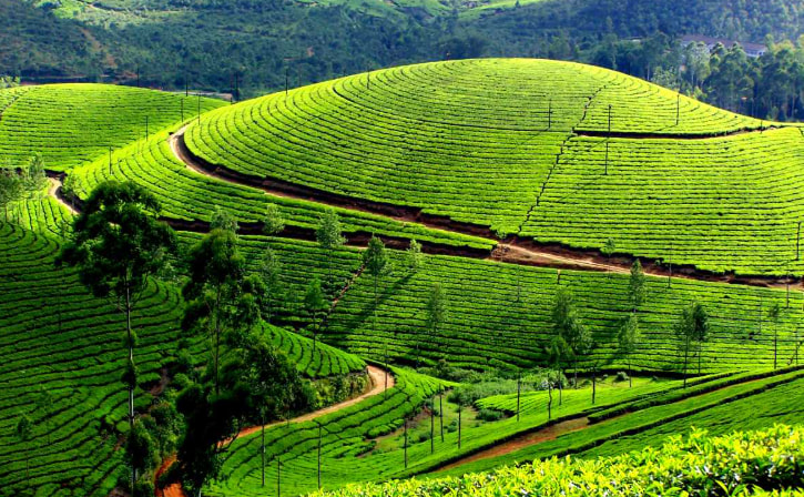 tea-plantation, green-hills, terraced-fields, nature-landscape, lush-green, agricultural-land, outdoor, scenic-view